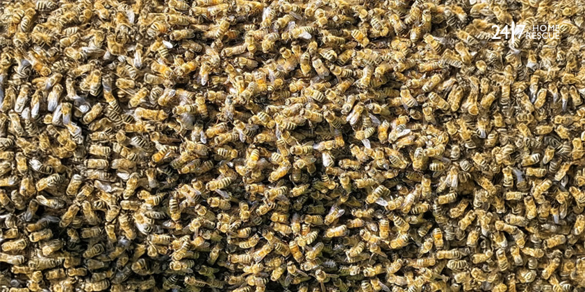 A swarm of bees