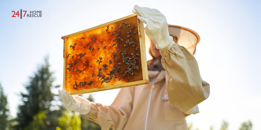 The beekeeper holds a honeycomb teeming with bees in his hands and a close-up view of the honey-filled cells and buzzing insects.