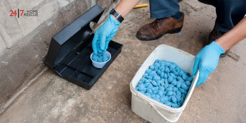 Eliminating rats with a baited poison box as part of pest control measures