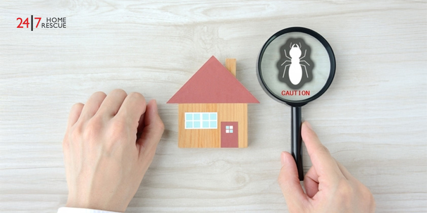 A house model with a magnifying glass highlighting a termite pictogram