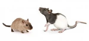 mouse rat size comparison, Prevent Rat/Mouse Infestations