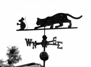 Rat prevention tips, Prevent Rat/Mouse Infestations
