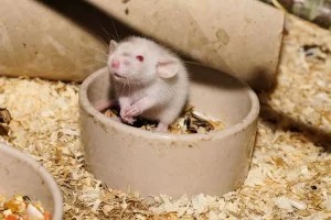 Rat diet - pest control tips, Prevent Rat/Mouse Infestations