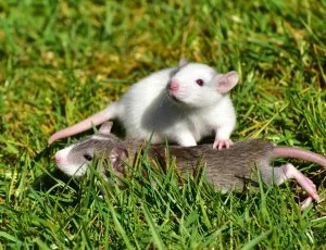 Rats in the home, Prevent Rat/Mouse Infestations