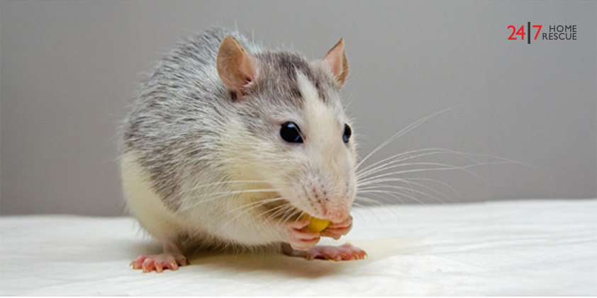 A rat eating food, highlighting the importance of effective pest control to prevent infestations.
